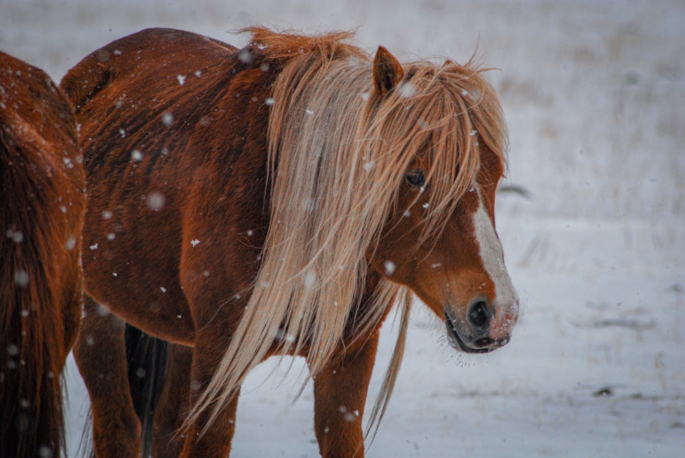 a brown horse standing in a snow covered field