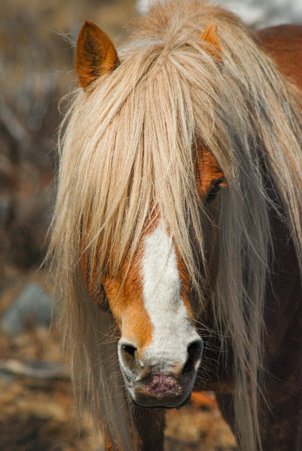 a brown and white horse with long hair