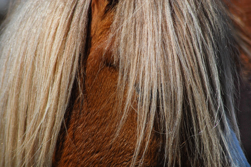a close up of a horse's face with long blonde hair