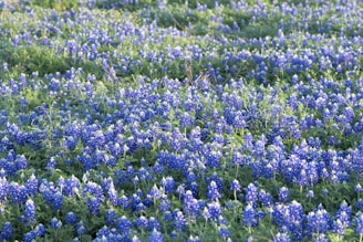 A vibrant field of bluebonnets in full bloom, symbolizing growth and care.