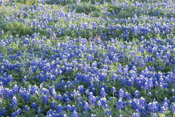 A vibrant field of bluebonnets in full bloom, symbolizing growth and care.