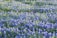 A vibrant lawn treated by Bluebonnet Turf Co. with bluebonnets in the foreground.