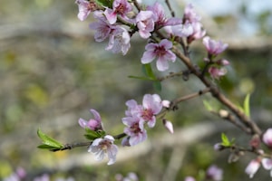 Flowering Branch Embroidery