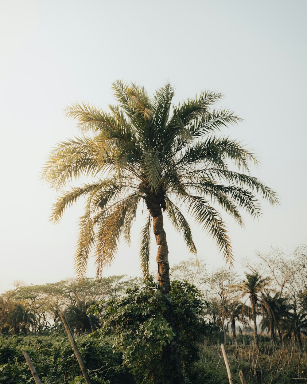 a palm tree in the middle of a field