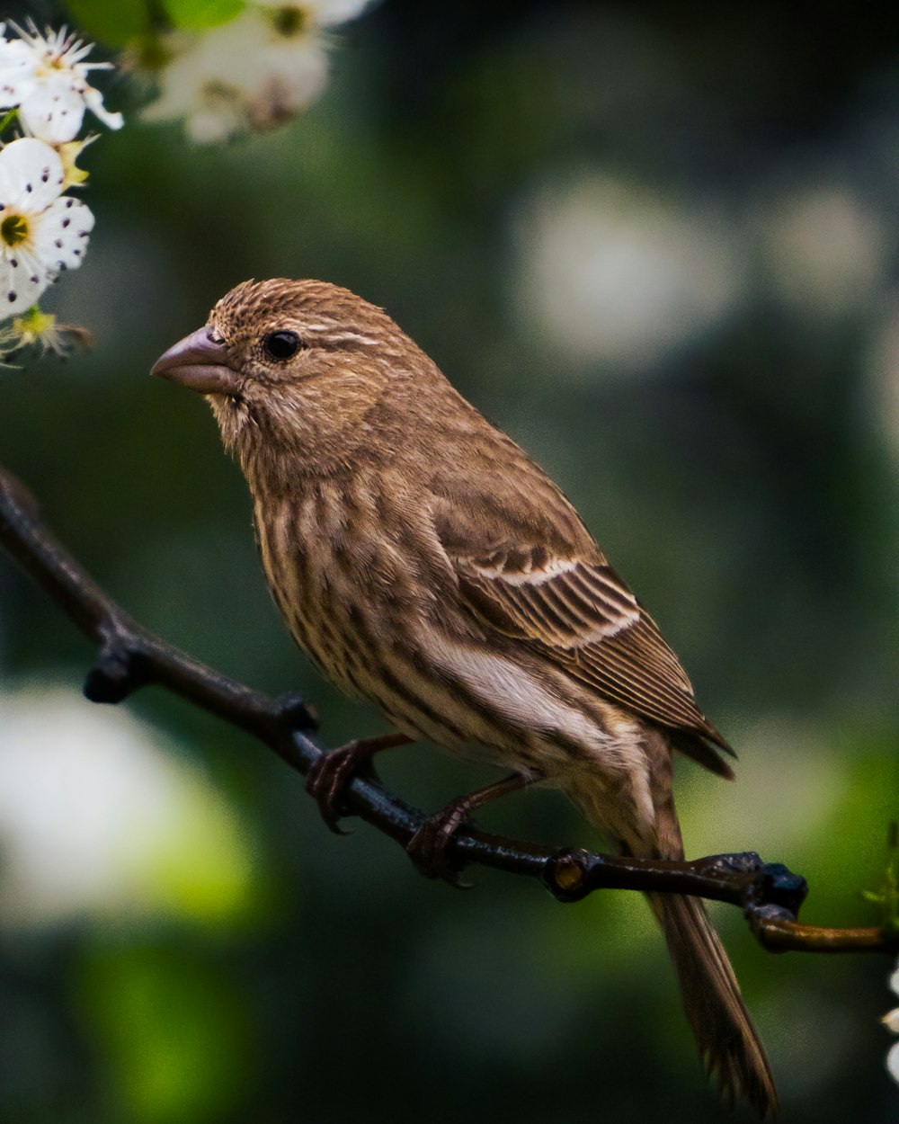 a brown bird sitting on a branch of a tree