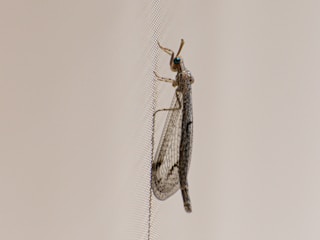 A close-up view of an insect with clear, spotted wings resting on a mesh screen. The background is a neutral, light color, providing contrast to the insect's detailed wing pattern.
