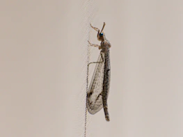 Various types of insect screens displayed neatly in a cozy workshop setting.