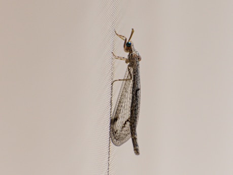 A close-up view of an insect with clear, spotted wings resting on a mesh screen. The background is a neutral, light color, providing contrast to the insect's detailed wing pattern.