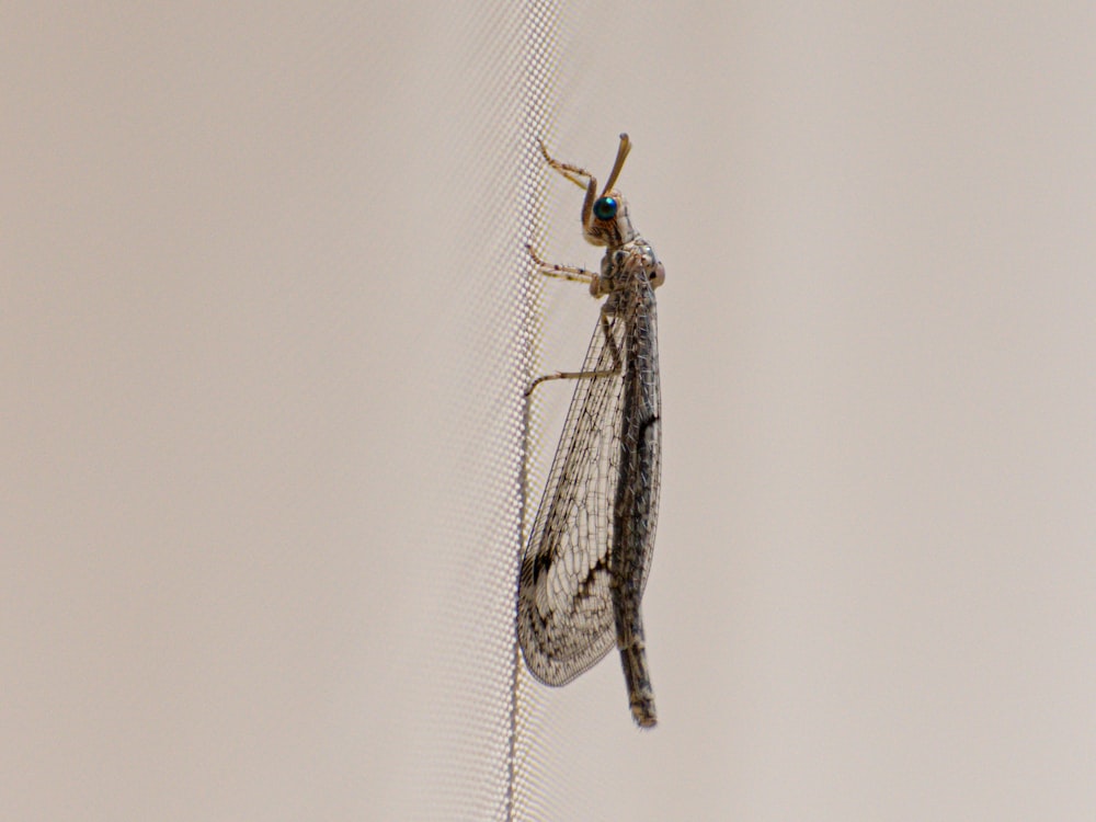 a large insect hanging from the side of a net