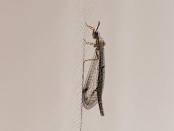 A close-up view of an insect with clear, spotted wings resting on a mesh screen. The background is a neutral, light color, providing contrast to the insect's detailed wing pattern.