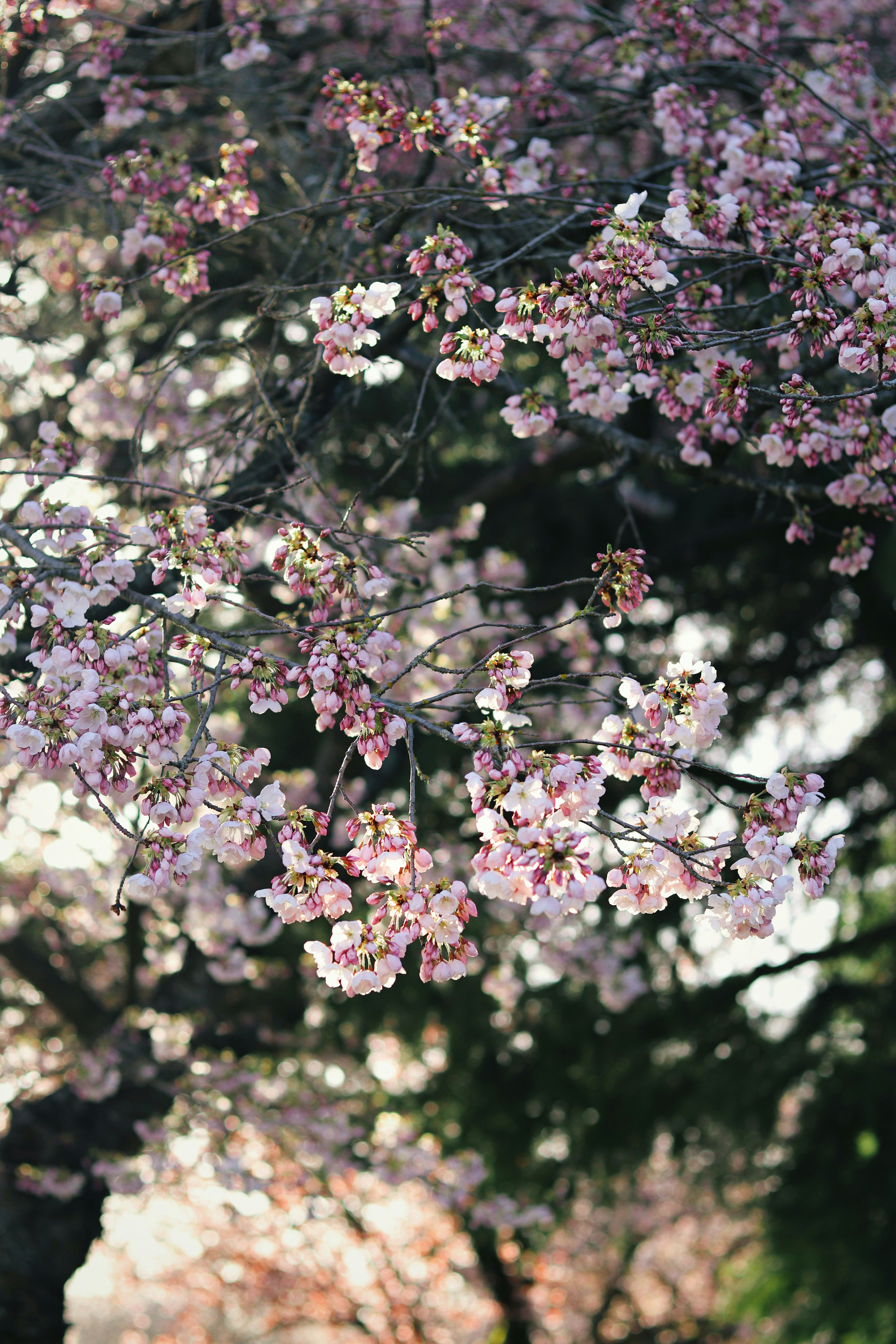 a tree with lots of pink flowers on it