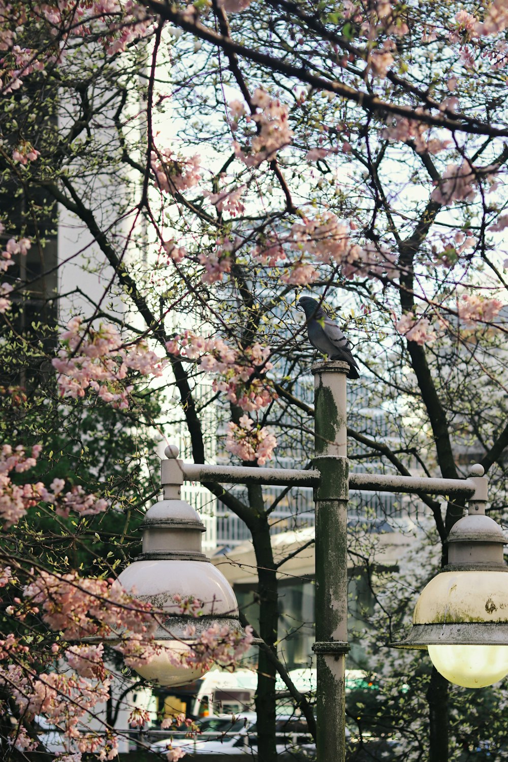 a bird is sitting on top of a lamp post