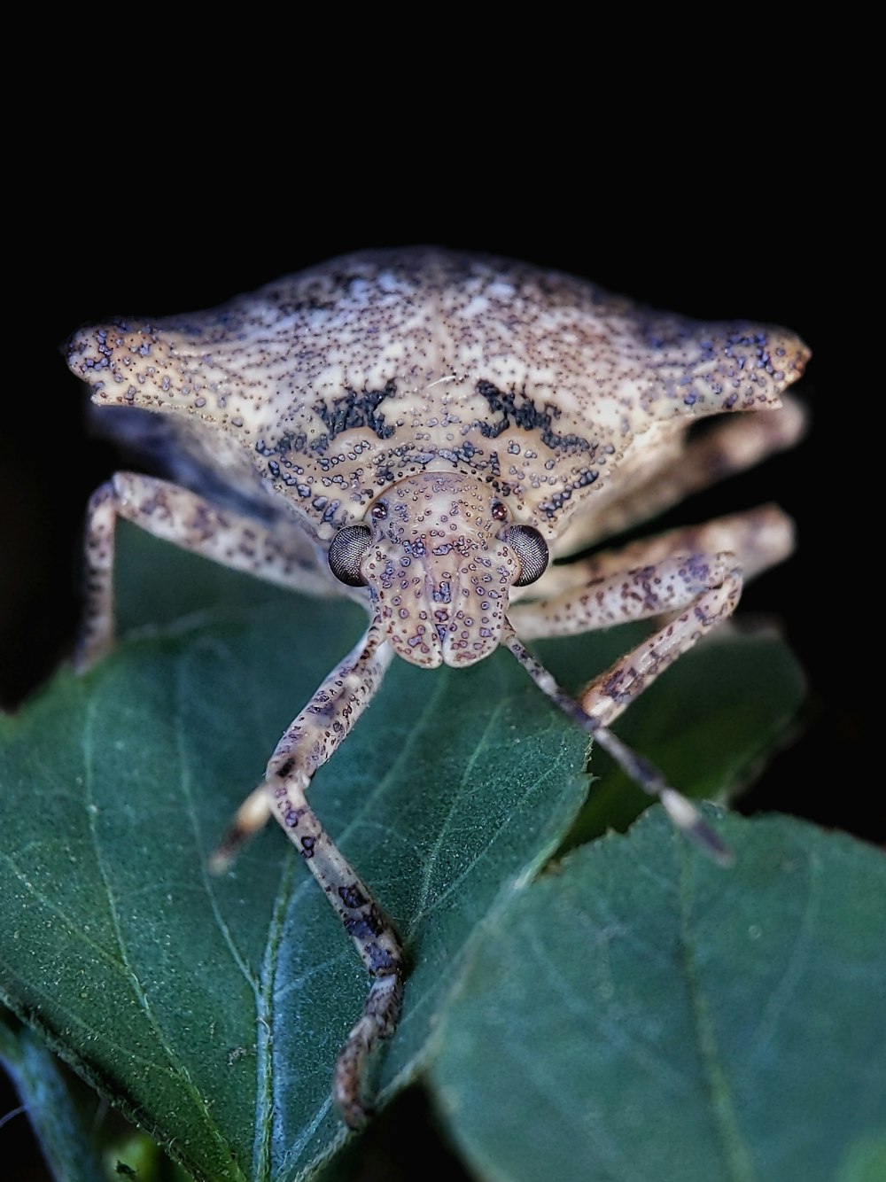 a close up of a bug on a leaf