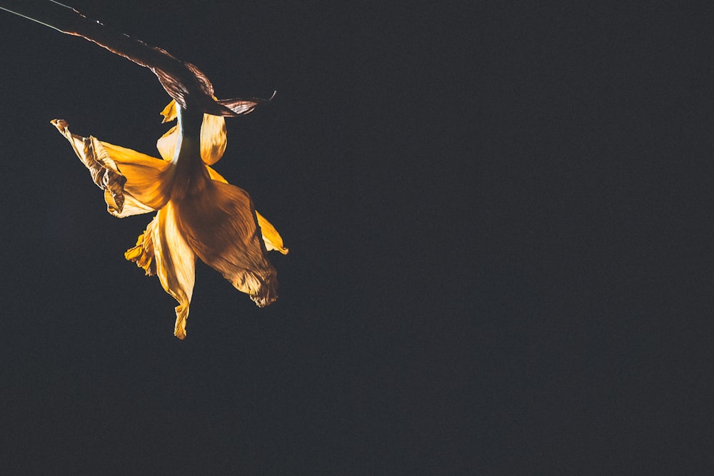 uma flor amarela está pendurada de cabeça para baixo no escuro