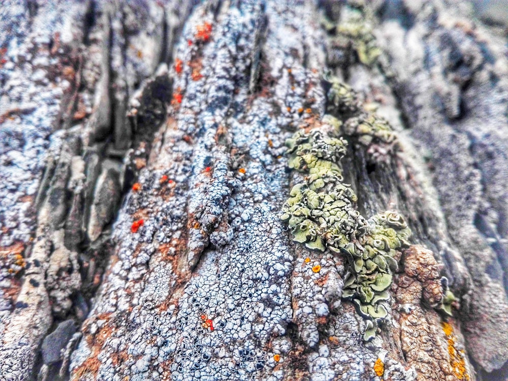a close up of a rock with lichen on it