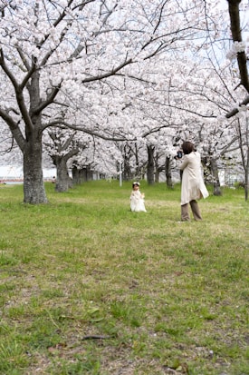 A photographer captures a young child sitting on a grassy field surrounded by cherry blossom trees in full bloom. The trees line up creating a picturesque pathway, with delicate pink and white blossoms filling the branches.