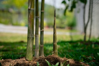 Hands planting young bamboo shoots in rich soil.
