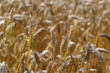 Bundles of freshly harvested wheat stalks resting in a sunlit field in Punjab.