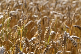 Golden wheat stalks stand tall and densely packed in a sunlit field, exuding a sense of abundance and harvest readiness. The tips of the wheat are slightly darker, indicating ripeness.