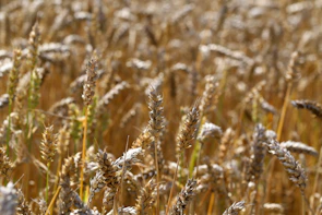 Bundles of freshly harvested wheat stalks resting in a sunlit field in Punjab.