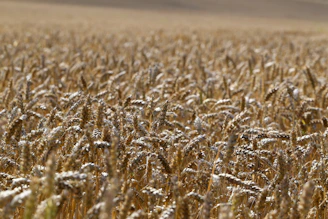 a field of ripe wheat ready to be harvested