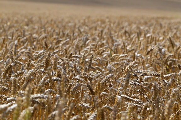 a field of ripe wheat ready to be harvested