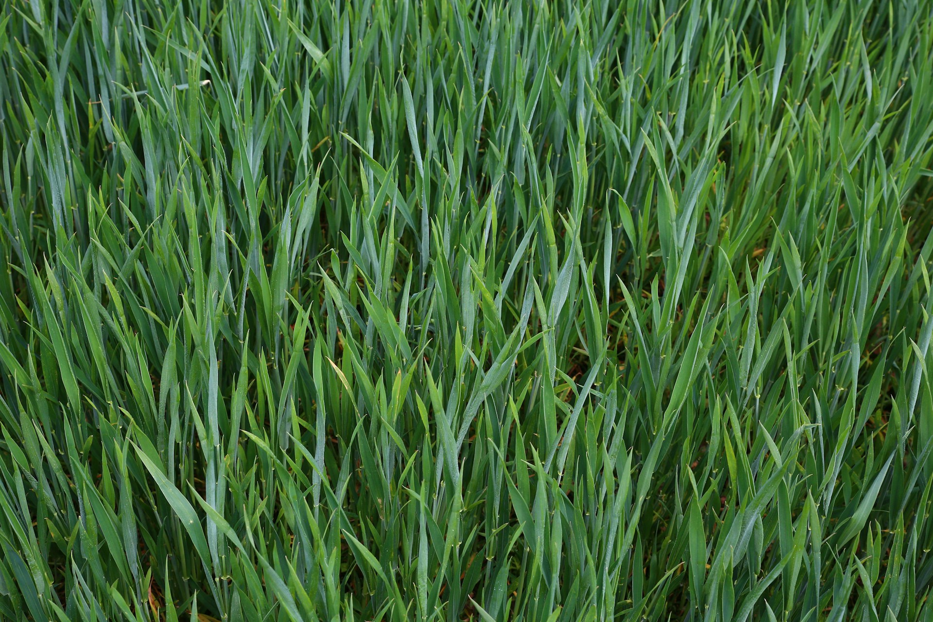 a close up of a field of green grass