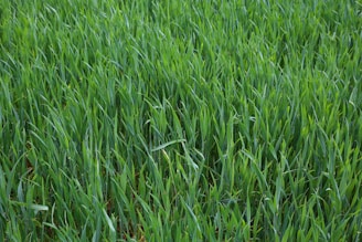 Близък план на поле със зелена трева