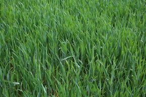 a close up of a field of green grass