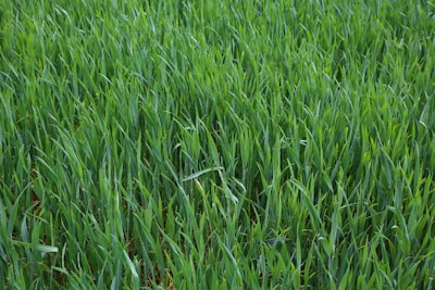 Близък план на поле със зелена трева