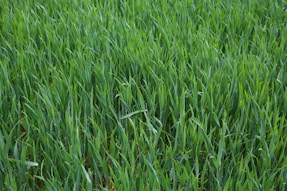 a close up of a field of green grass