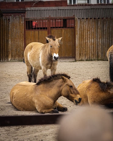 Several horses with short manes are in a fenced enclosure with a dirt ground. One horse is standing, while others are lying down. The enclosure is bordered by wooden fences and there is a building in the background.