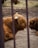 Two Highland cows with long, shaggy reddish-brown fur and distinct horns are lying on a dirt ground enclosed by metal bars. The scene conveys a natural, rustic atmosphere.