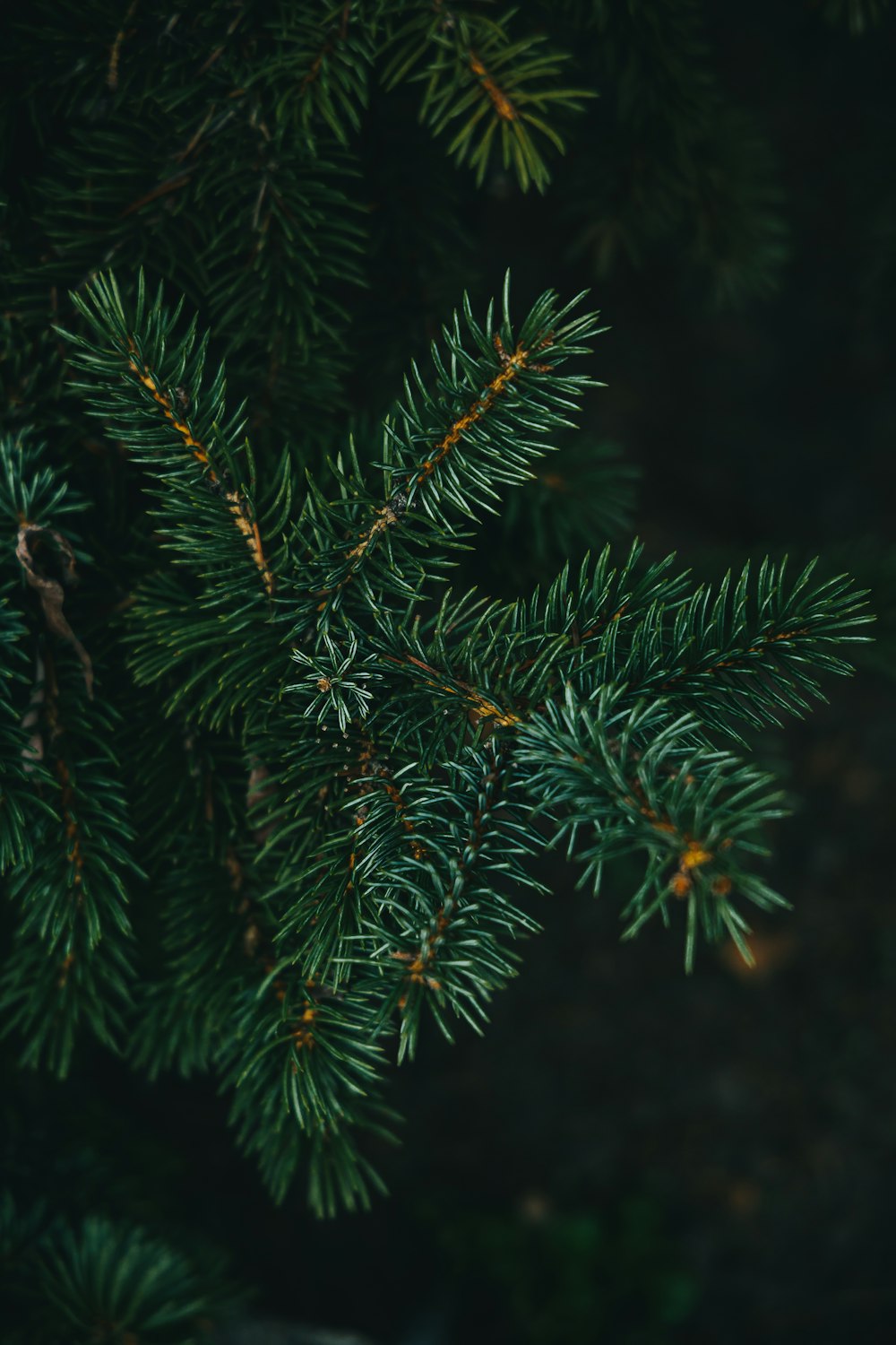 a close up of a pine tree branch