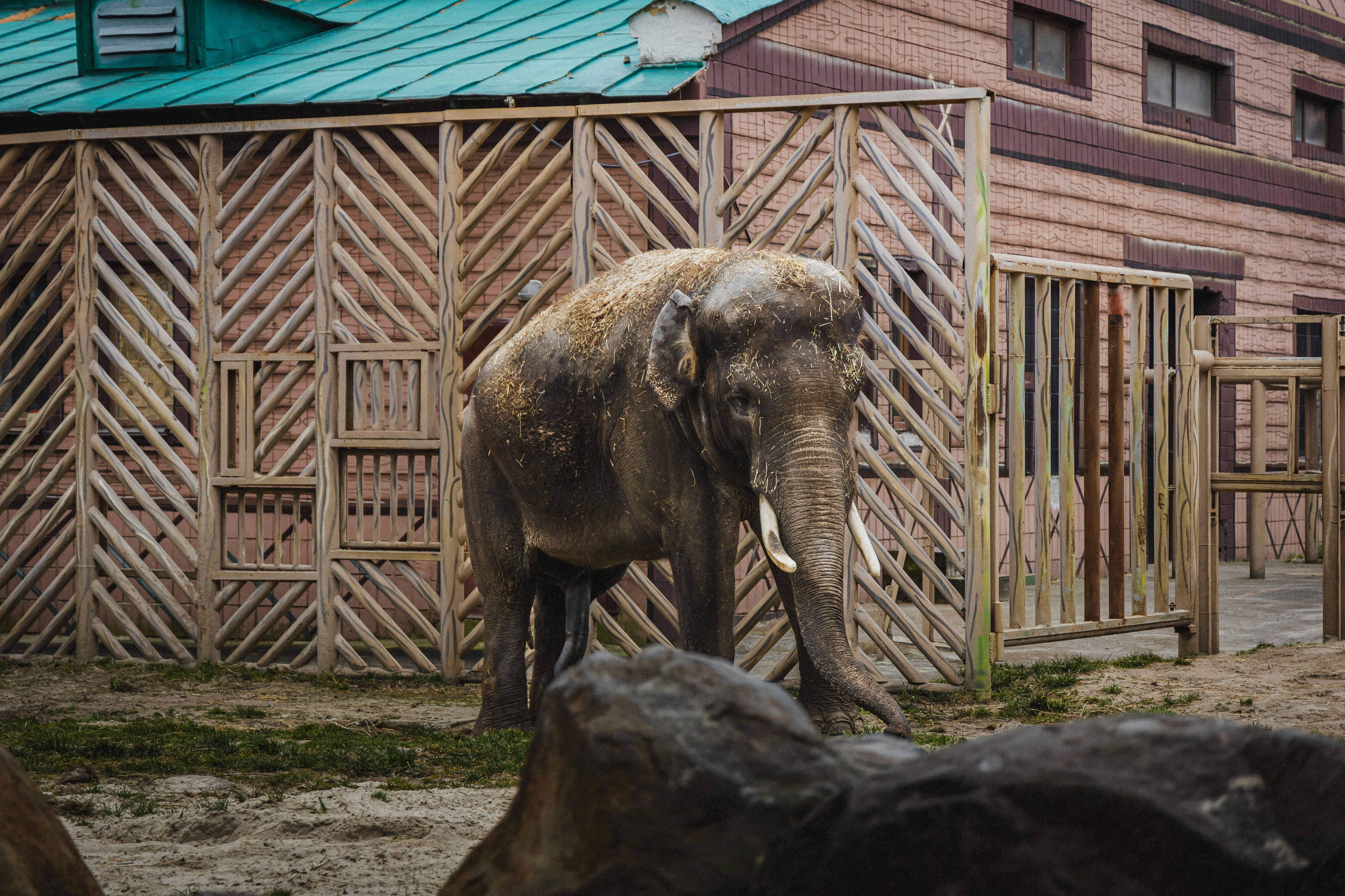 an elephant standing next to a wooden fence