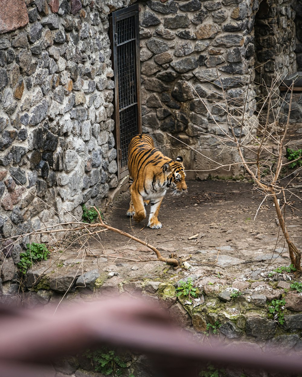 a tiger walking in front of a stone building