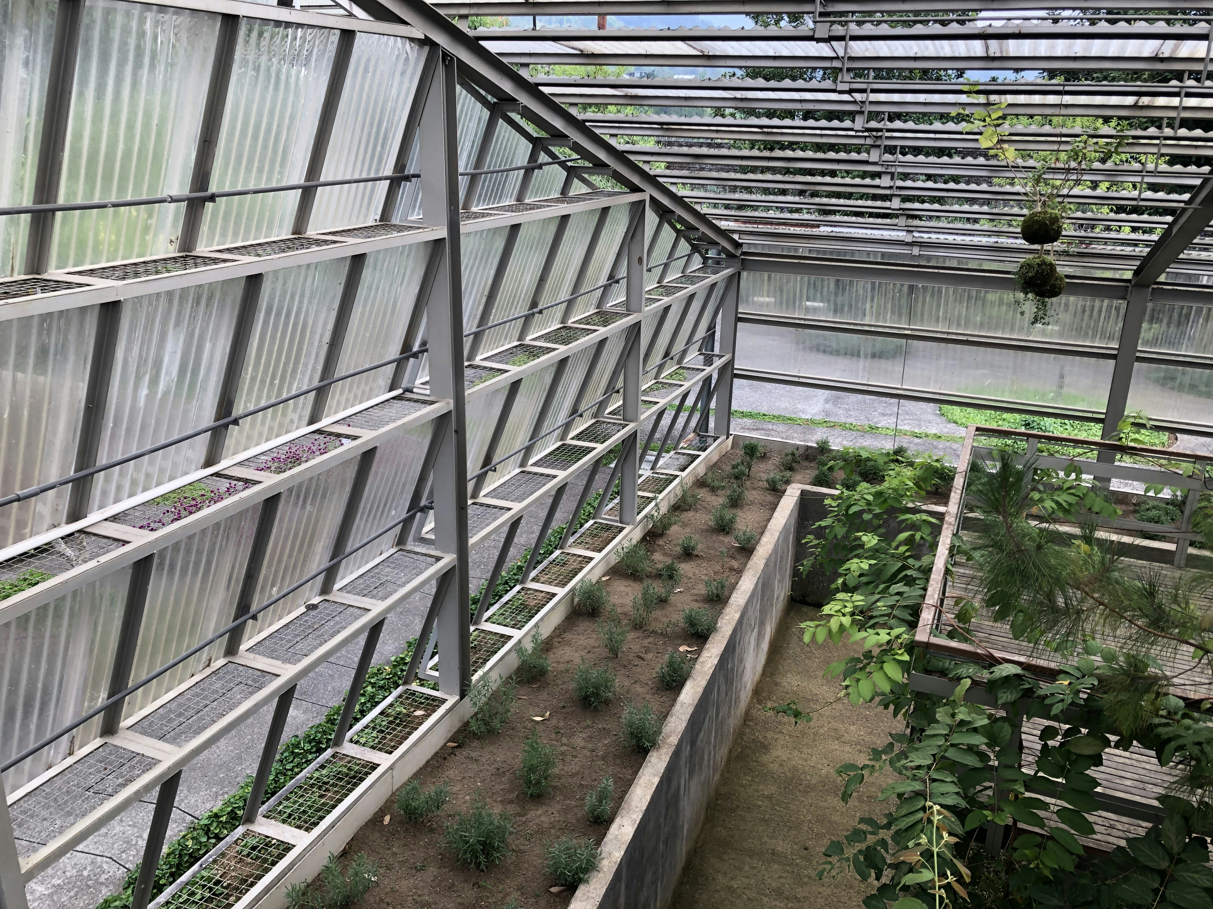 Hydroponic Tomato Facility greenhouse project