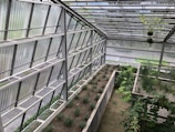 A modern greenhouse structure with metal and glass elements housing rows of small plants. The space is well-organized with clearly defined planting areas, surrounded by greenery and some hanging plants from the roof. The overall atmosphere is serene and slightly industrial, with natural light filtering through the semi-transparent roof panels.