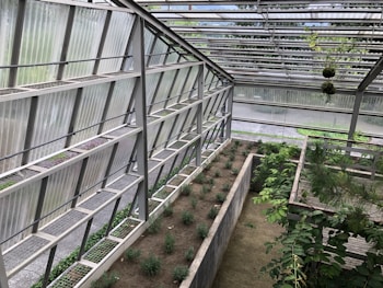A modern greenhouse structure with metal and glass elements housing rows of small plants. The space is well-organized with clearly defined planting areas, surrounded by greenery and some hanging plants from the roof. The overall atmosphere is serene and slightly industrial, with natural light filtering through the semi-transparent roof panels.