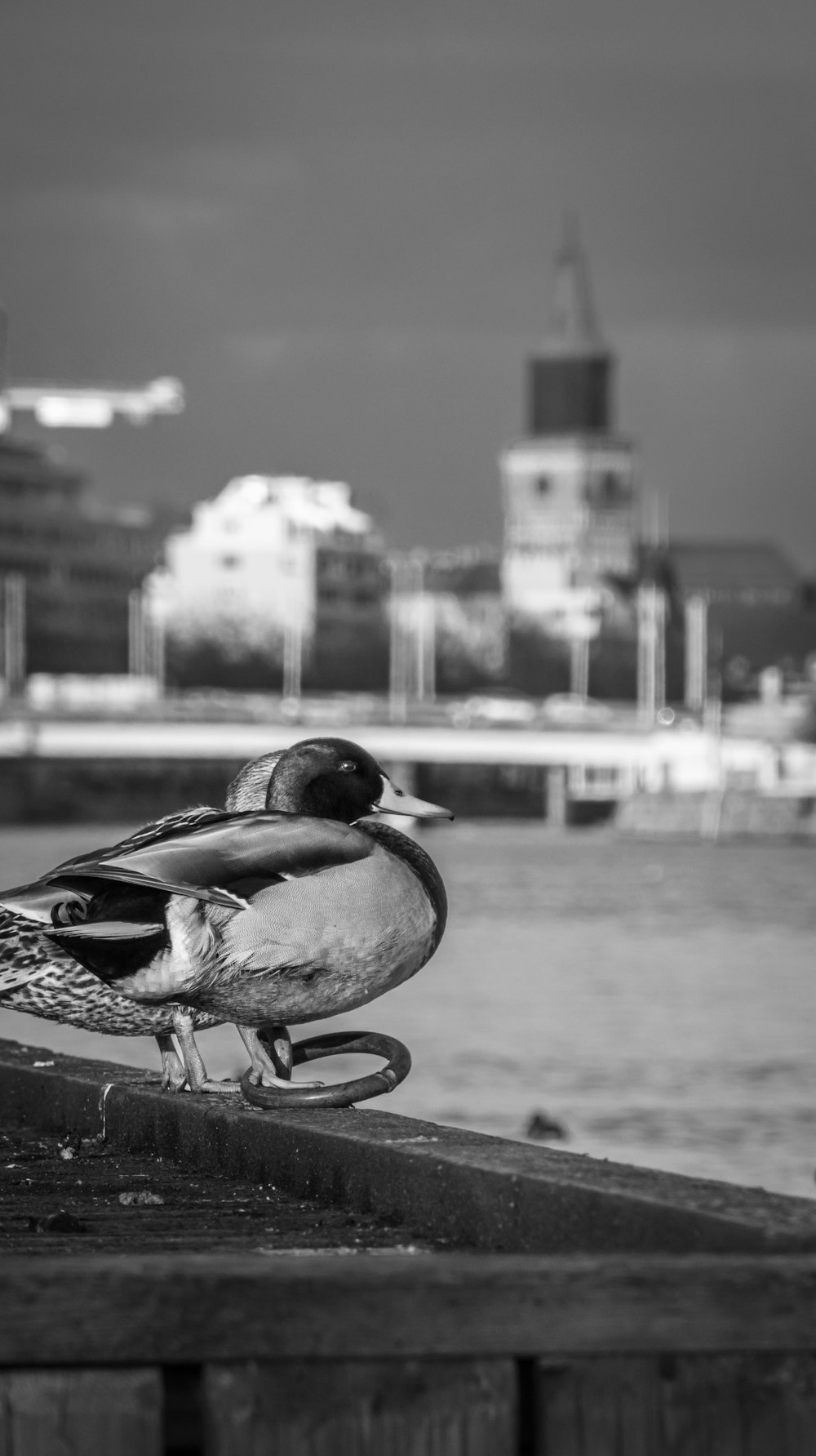 a couple of birds sitting on top of a wooden pier