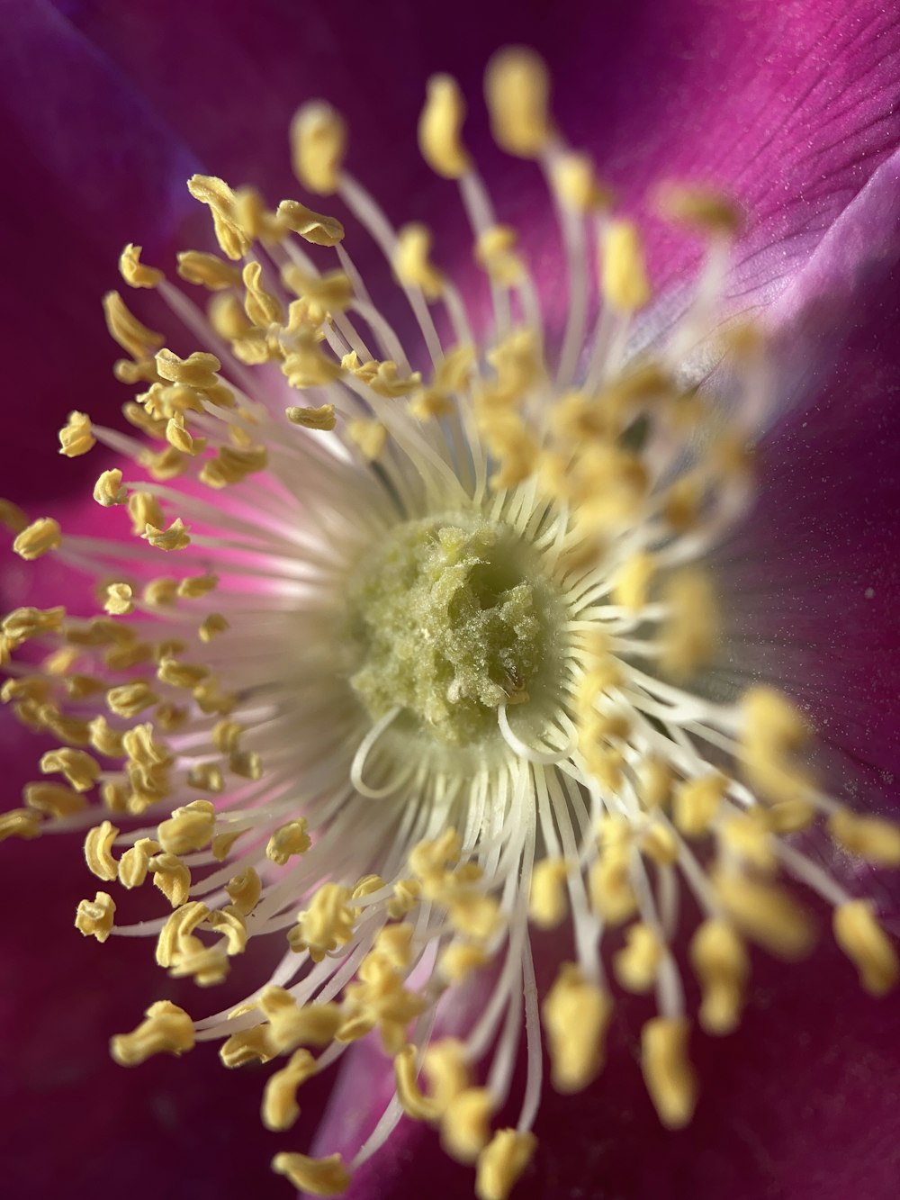 a close up of a purple flower with yellow stamen