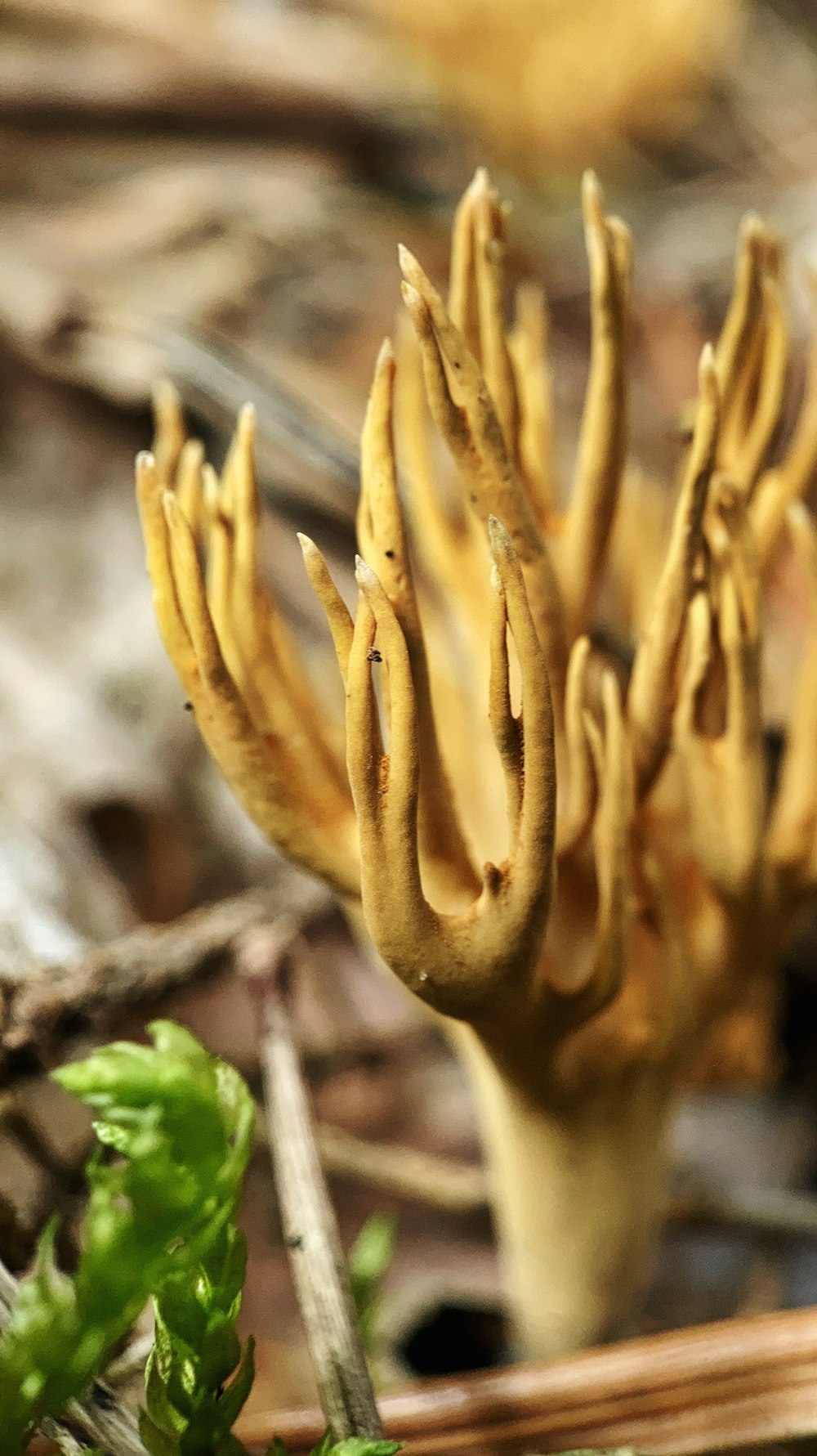 um close up de um cogumelo crescendo fora do solo