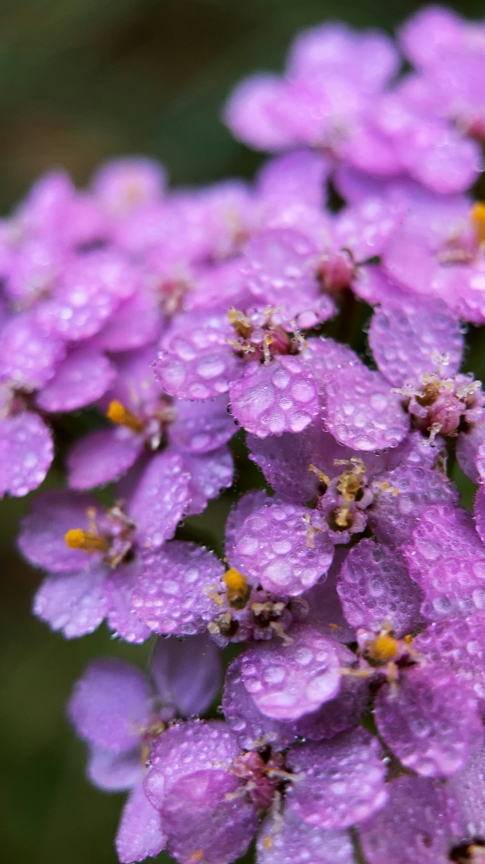 a bunch of purple flowers with water droplets on them