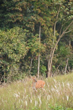 A serene wooded area with a whitetail buck standing alert among tall grasses