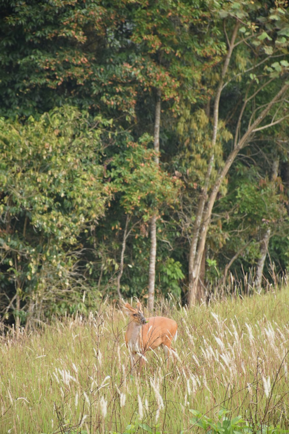 a deer standing in a field of tall grass