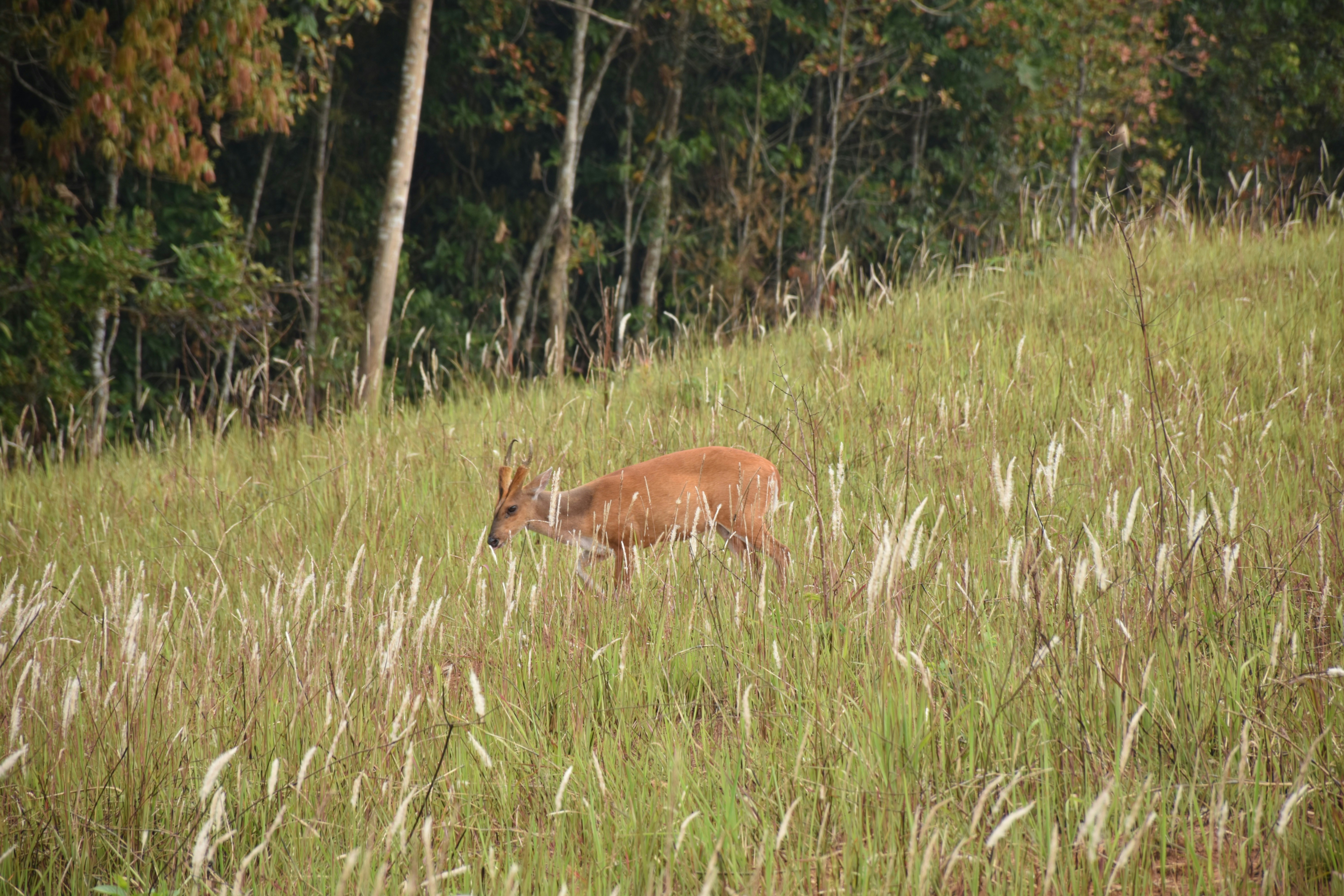 Columbian White-Tailed Deer National Wildlife Refuge