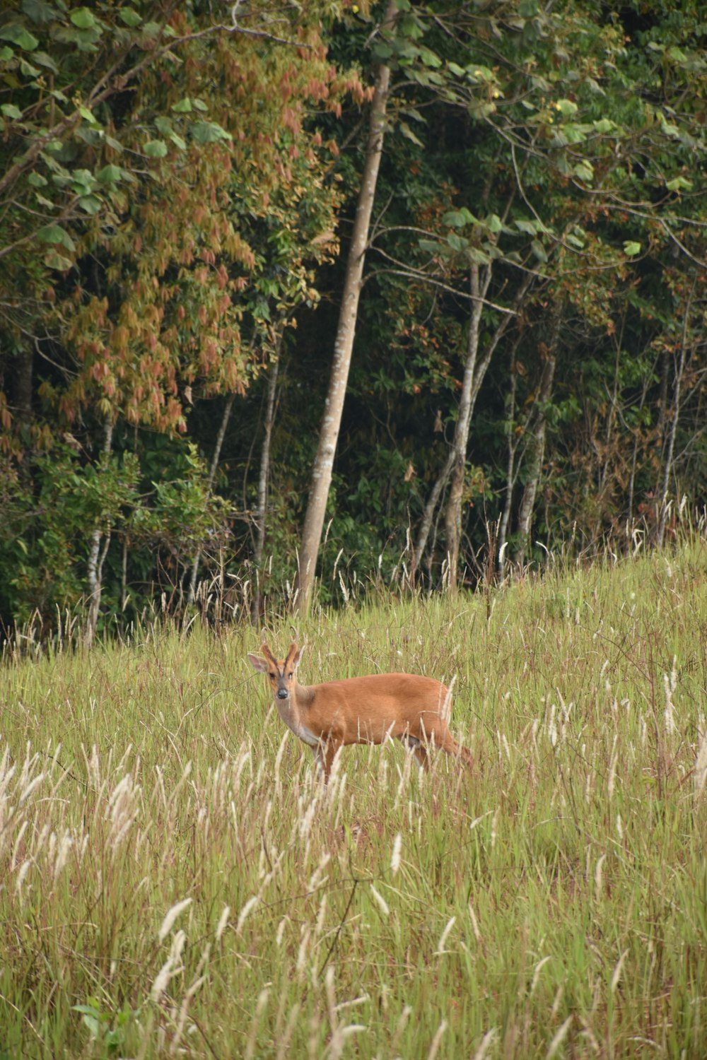 um cervo em pé em um campo de grama alta