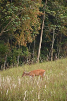 A lone hiker pauses to watch a deer grazing near dense autumn woods.