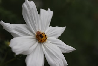a close up of a white flower with a bee on it