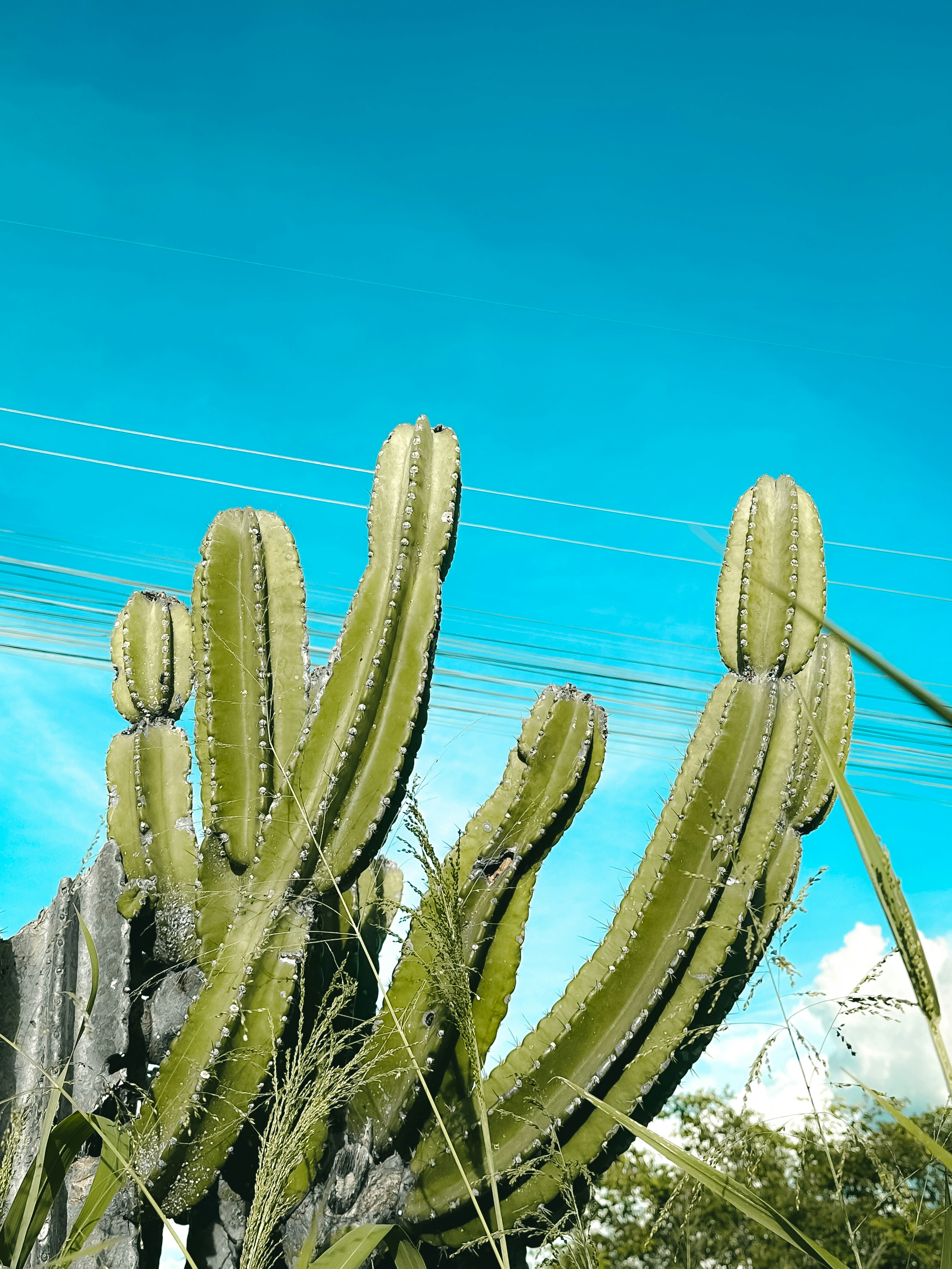 Cute tiny cactus: Close-up image of a beautiful and intricate Fairy Castle Cactus
